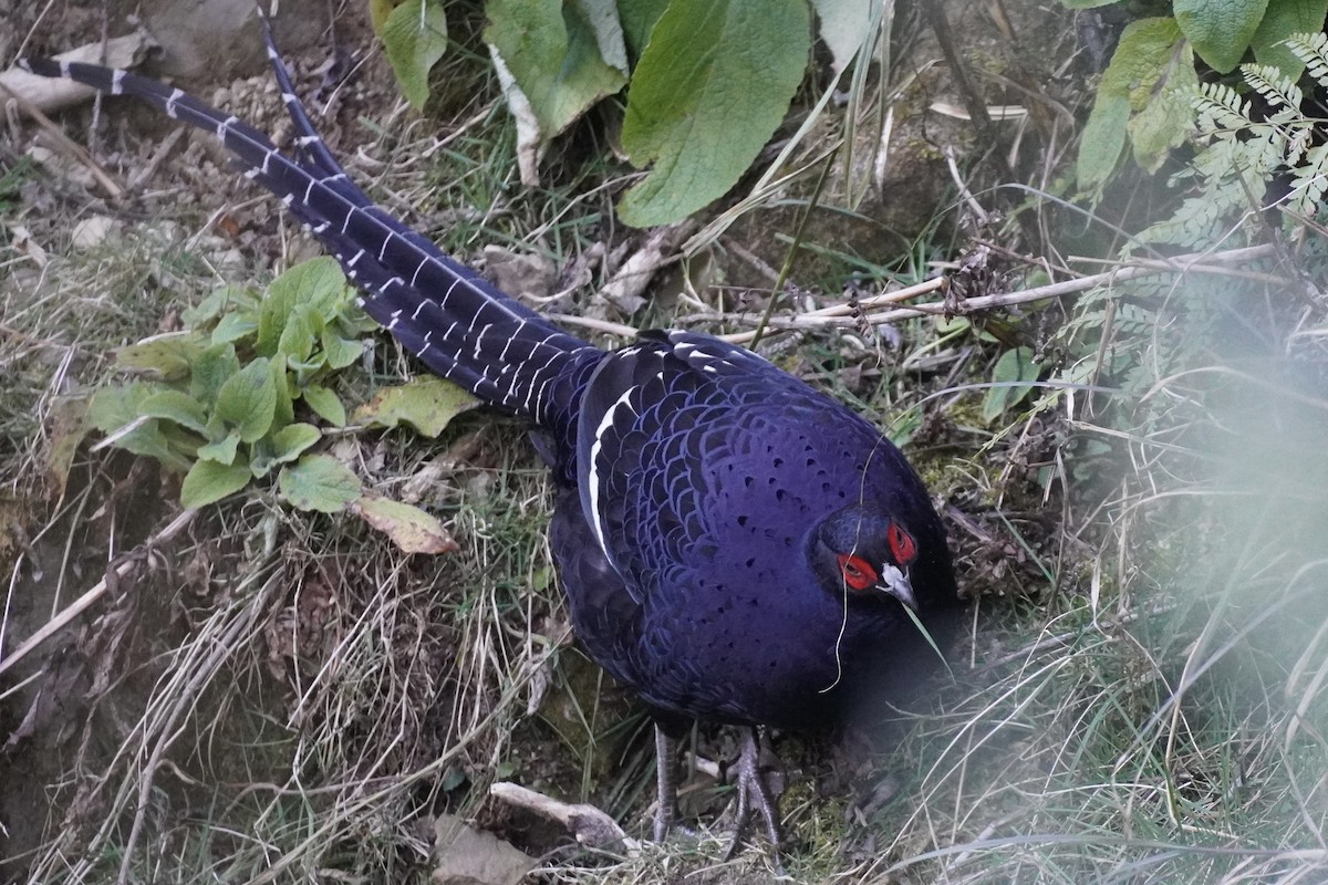 Mikado Pheasant - ML615383592