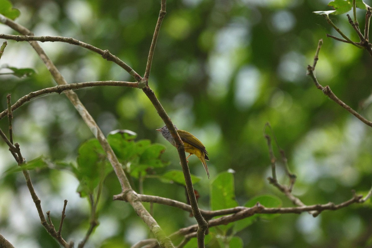 Gray-headed Canary-Flycatcher - ML615383594