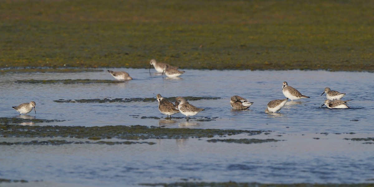 Curlew Sandpiper - ML615383629