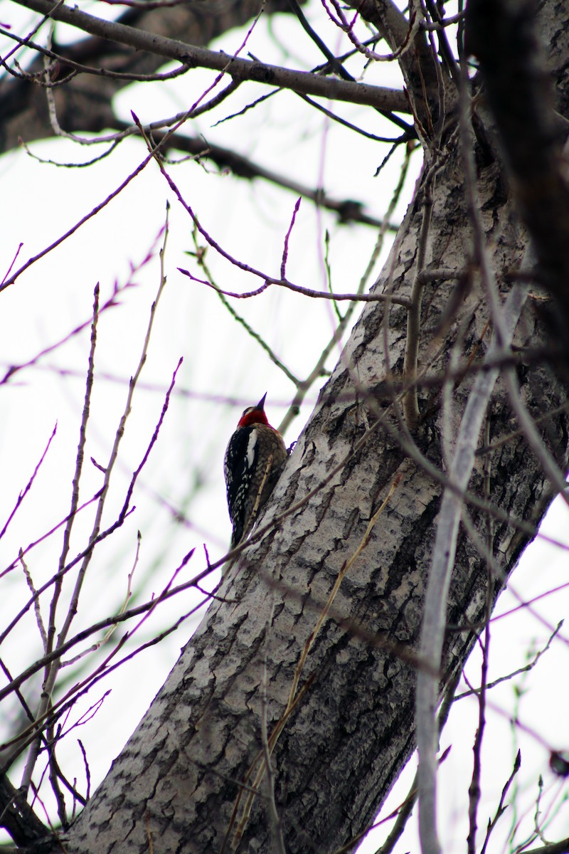 Red-breasted Sapsucker - ML615383635