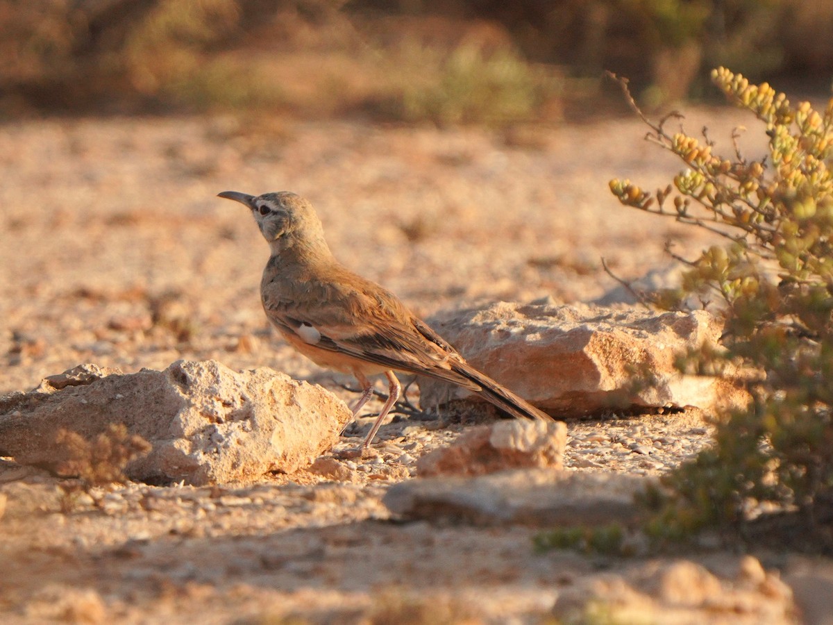 Greater Hoopoe-Lark - Jörg Albert