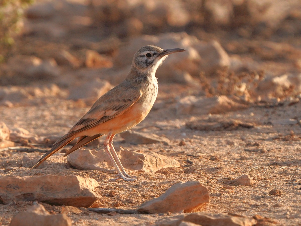 Greater Hoopoe-Lark - ML615383652