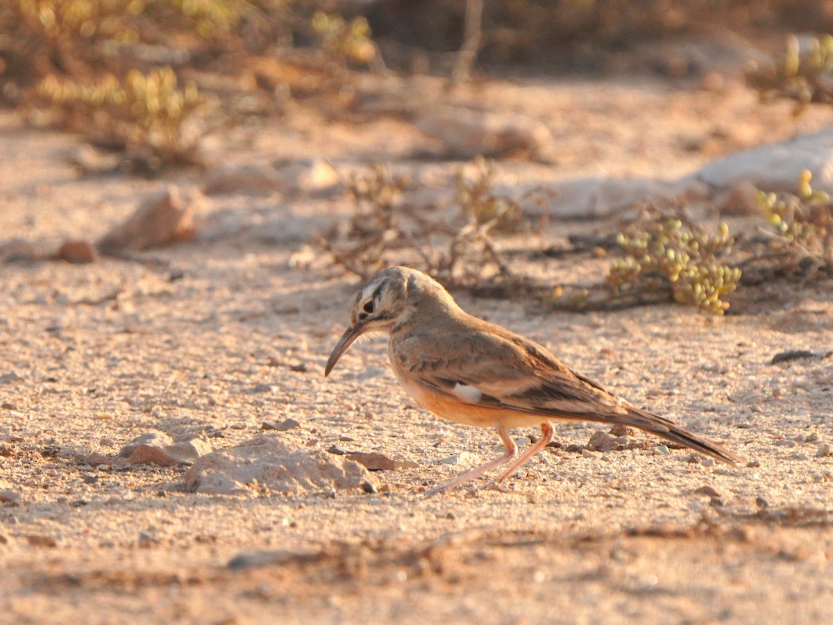 Greater Hoopoe-Lark - ML615383653