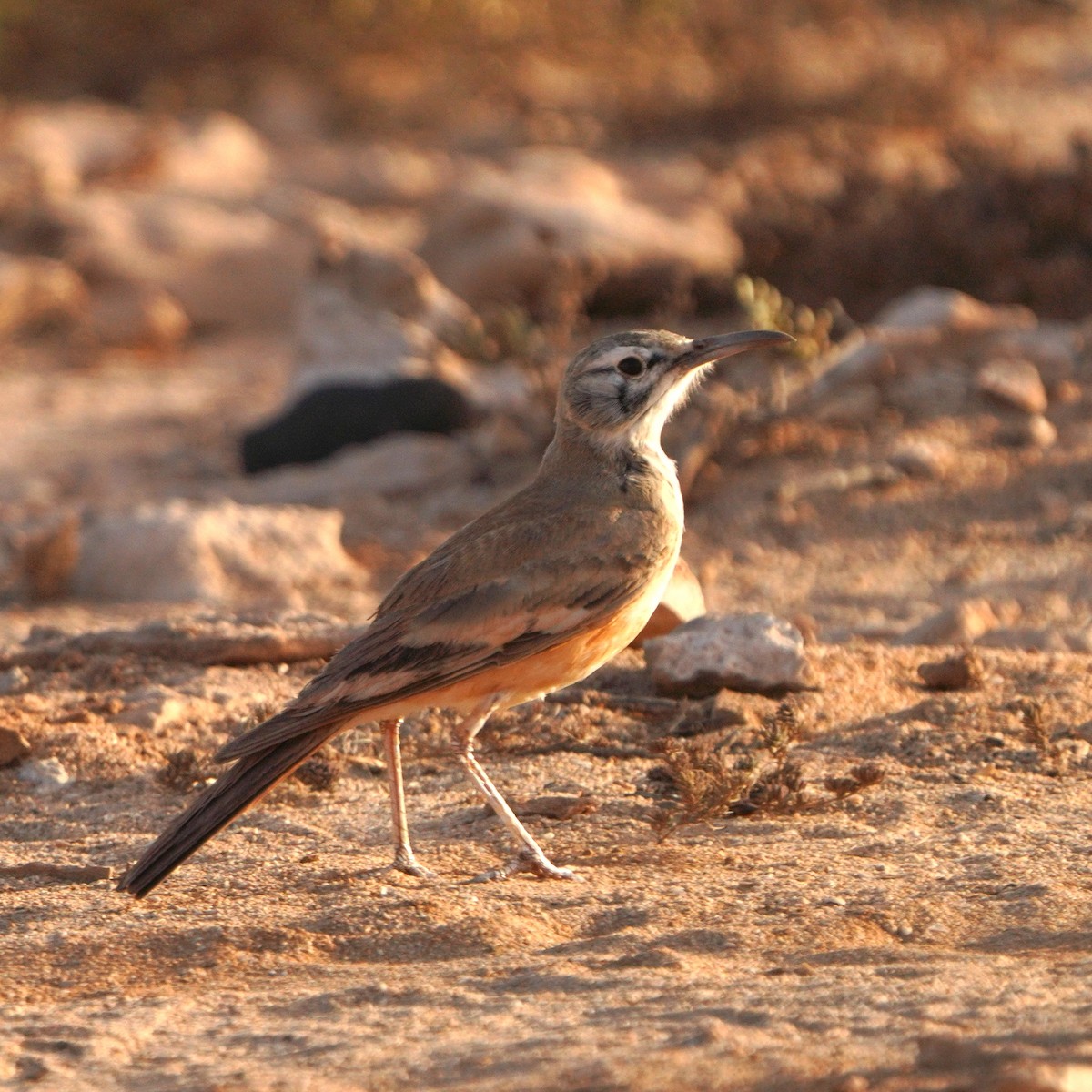 Greater Hoopoe-Lark - Jörg Albert