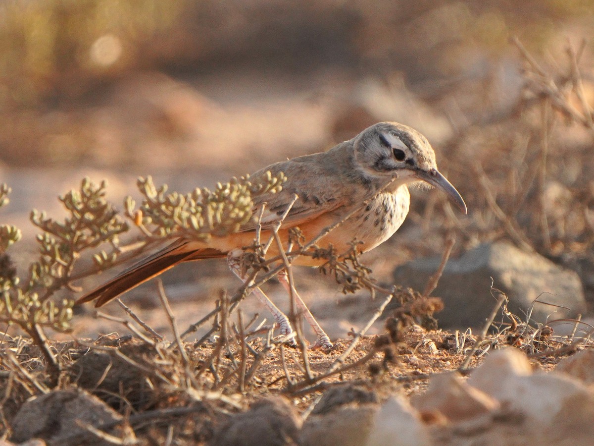 Greater Hoopoe-Lark - ML615383658