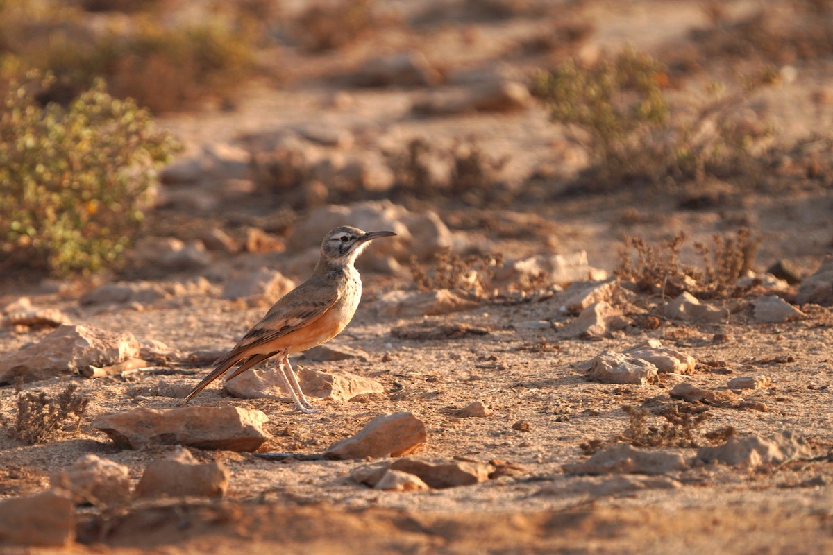 Greater Hoopoe-Lark - ML615383660