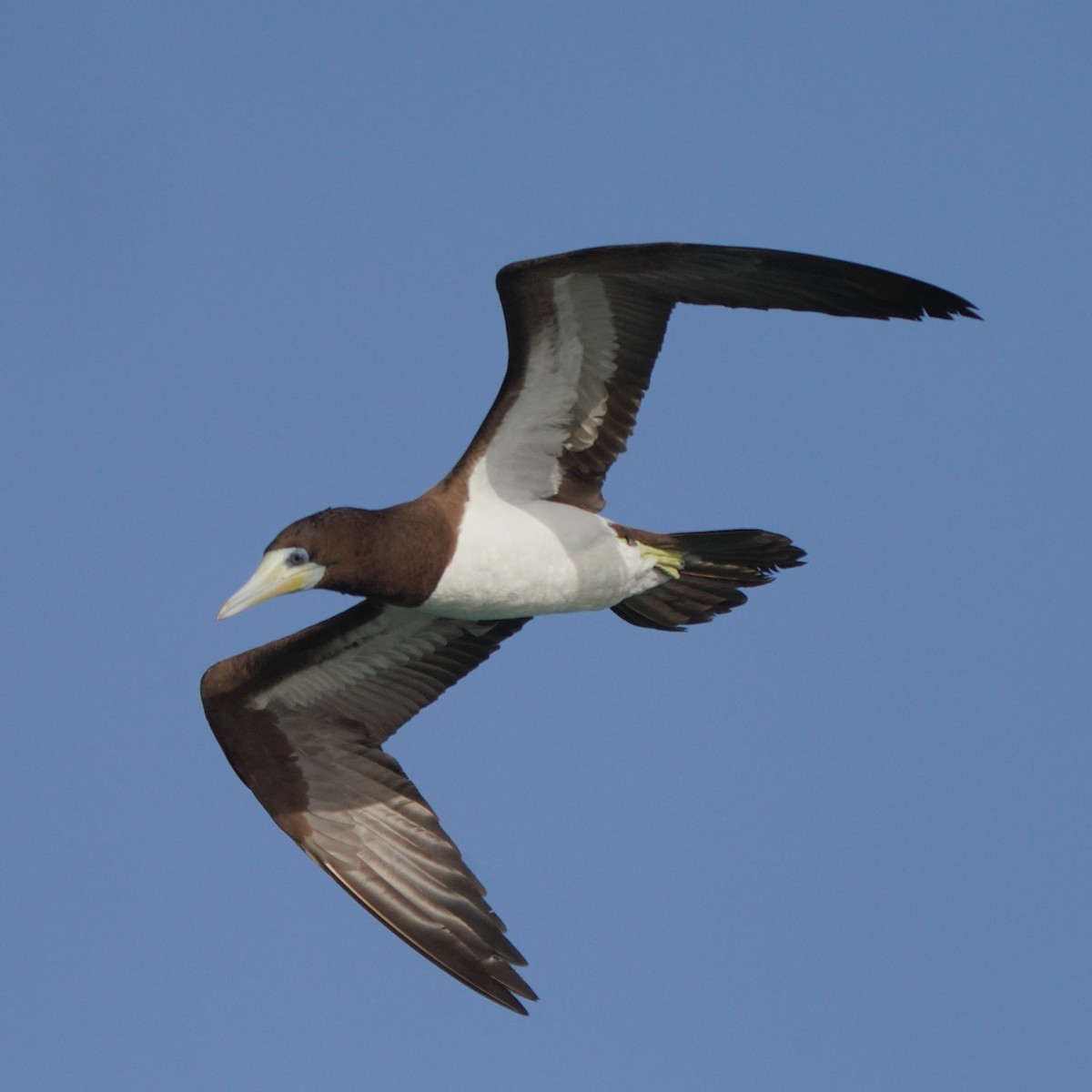 Brown Booby - Jörg Albert