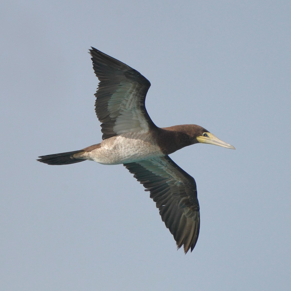 Brown Booby - Jörg Albert