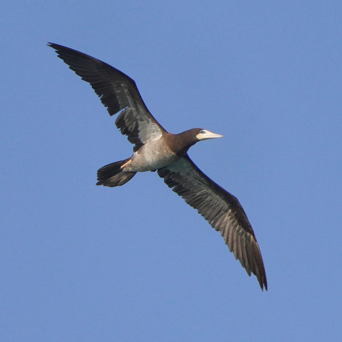 Brown Booby - Jörg Albert