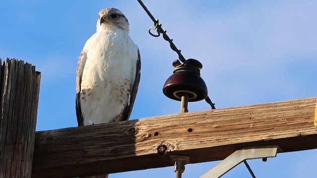 Ferruginous Hawk - ML615383823