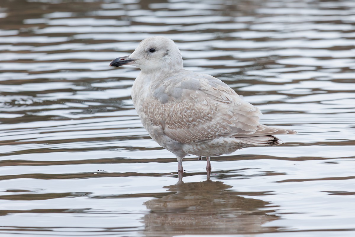 Glaucous-winged Gull - ML615383839