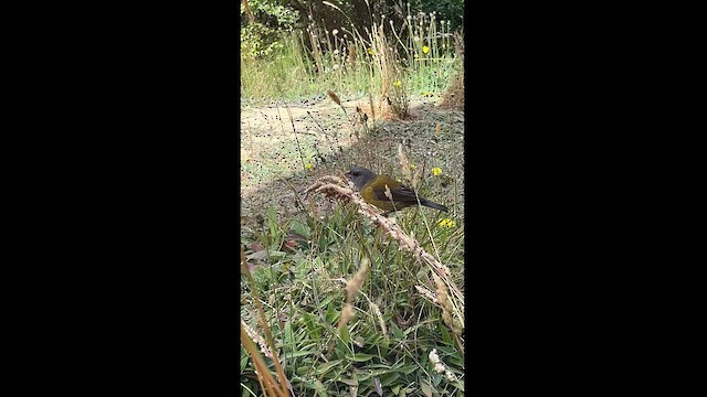 Patagonian Sierra Finch - ML615383865