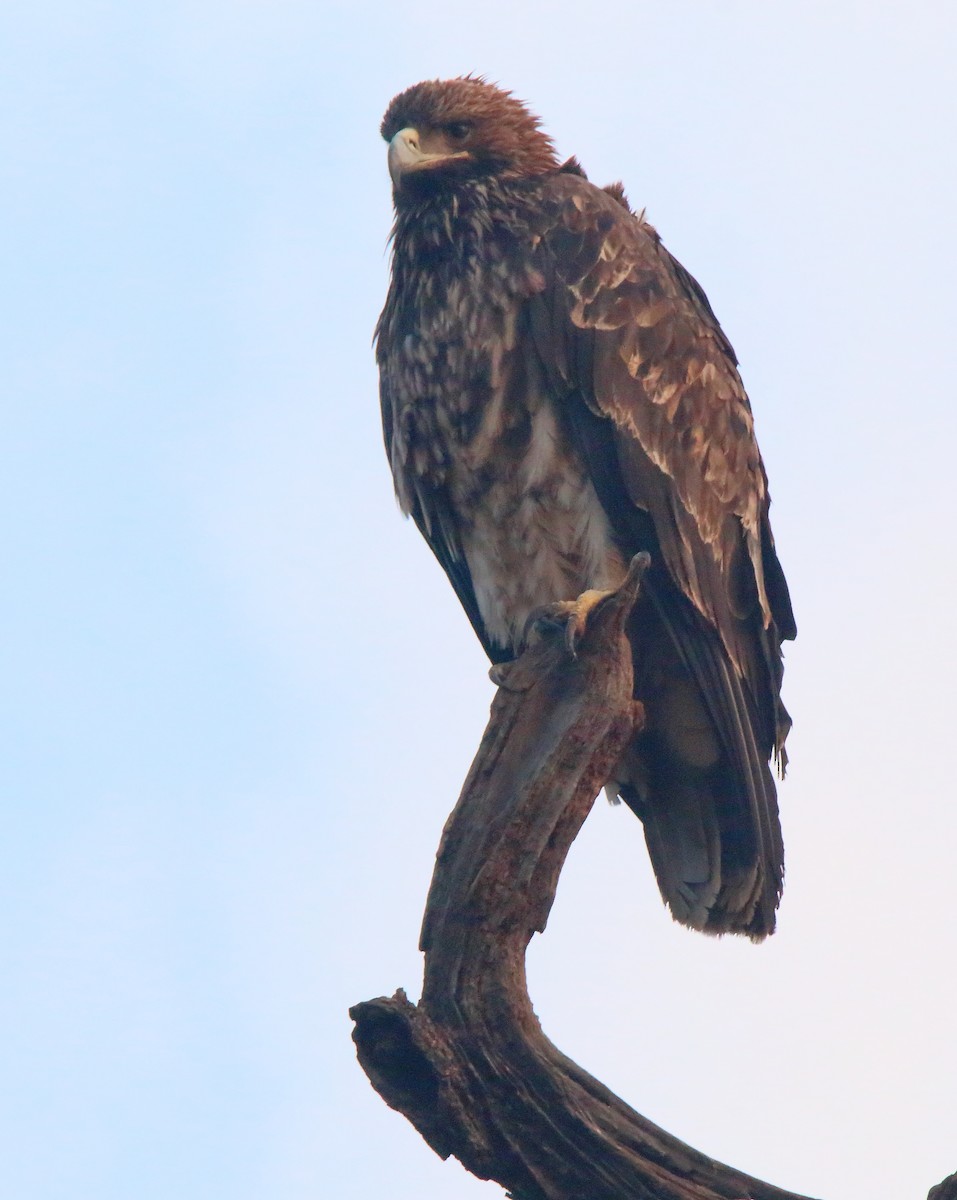 Greater Spotted Eagle - ML615383884