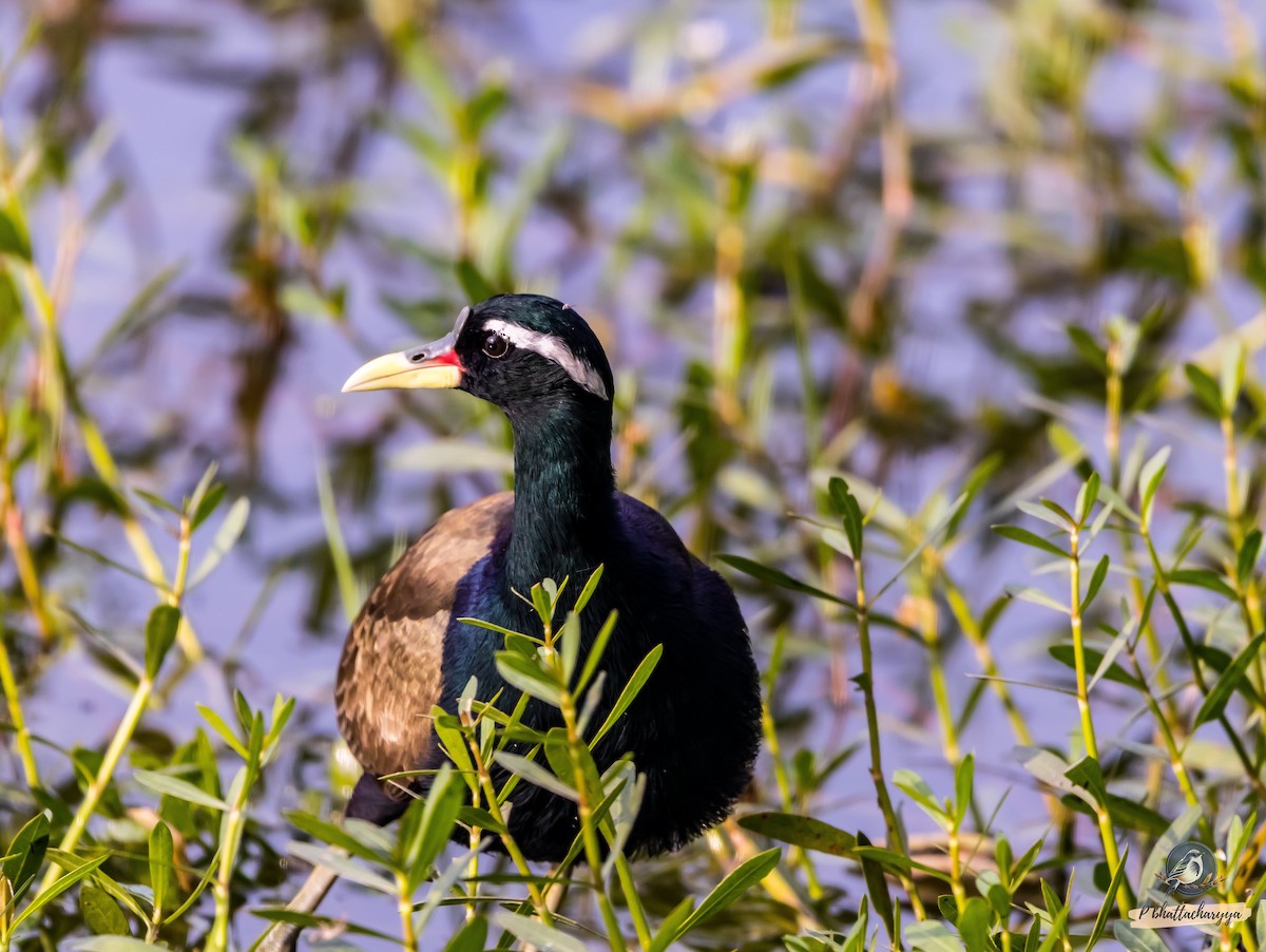 Bronze-winged Jacana - ML615383886