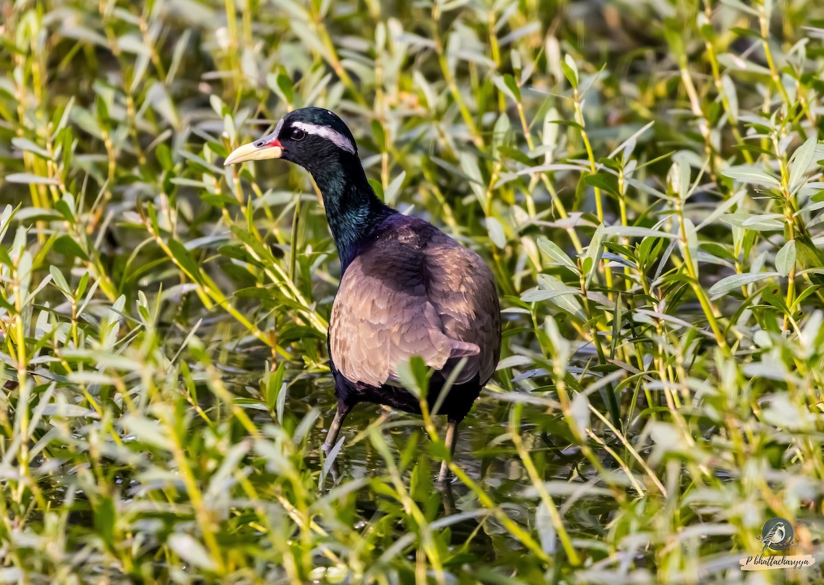 Bronze-winged Jacana - ML615383887