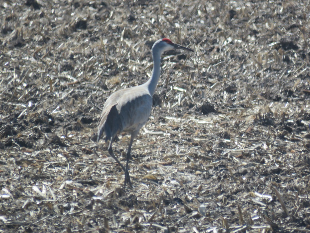 Sandhill Crane - ML61538401