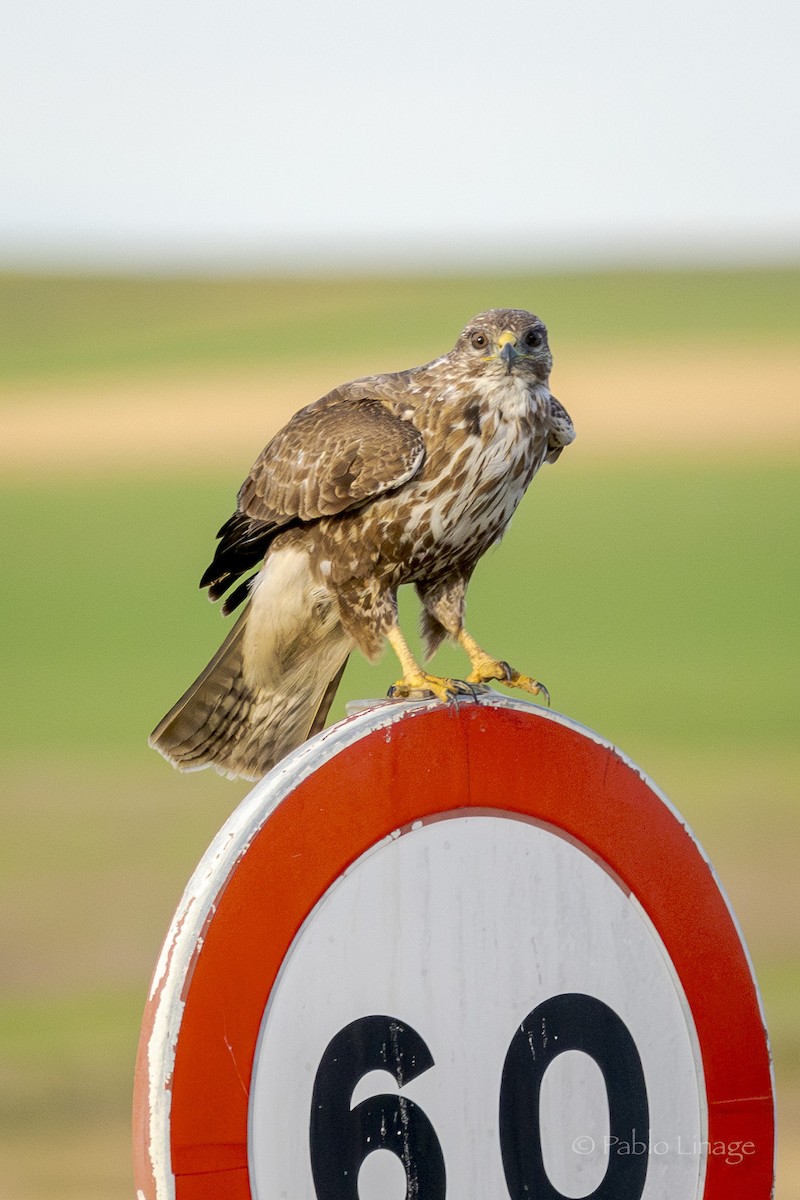 Common Buzzard - ML615384010