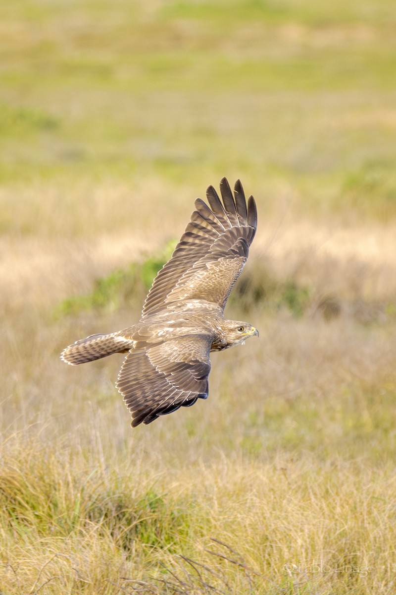 Common Buzzard - Pablo Linage