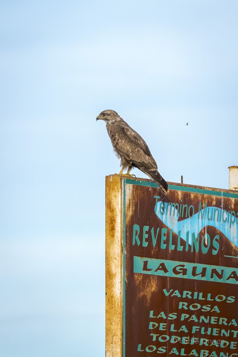 Common Buzzard - ML615384012