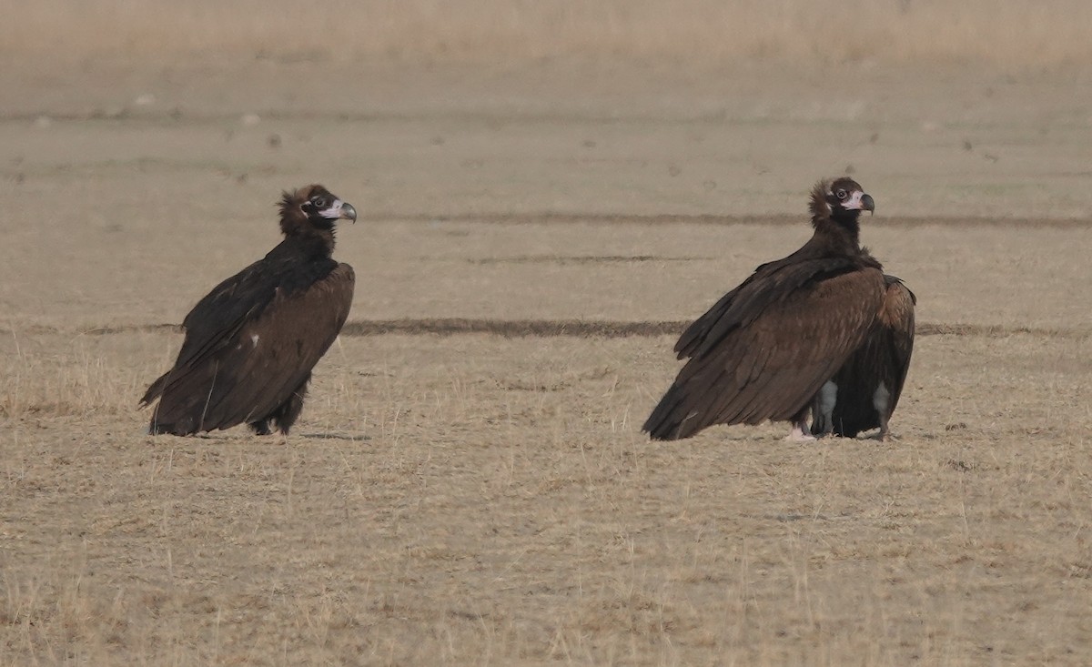 Cinereous Vulture - ML615384066