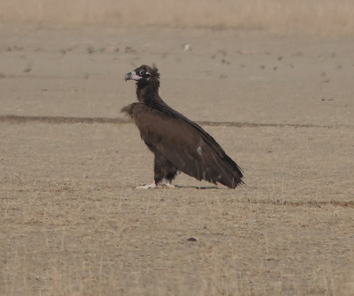 Cinereous Vulture - ML615384067