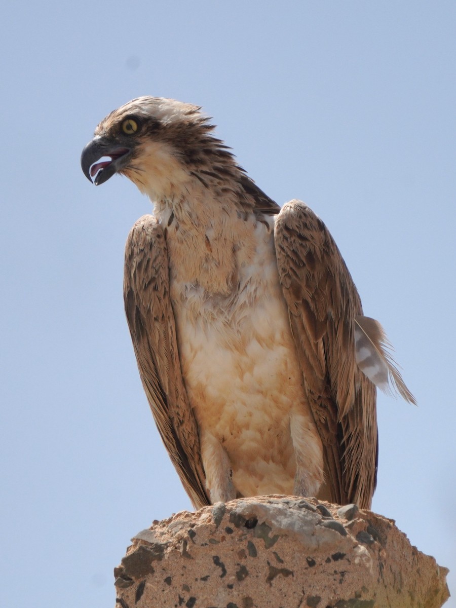 Águila Pescadora - ML615384101