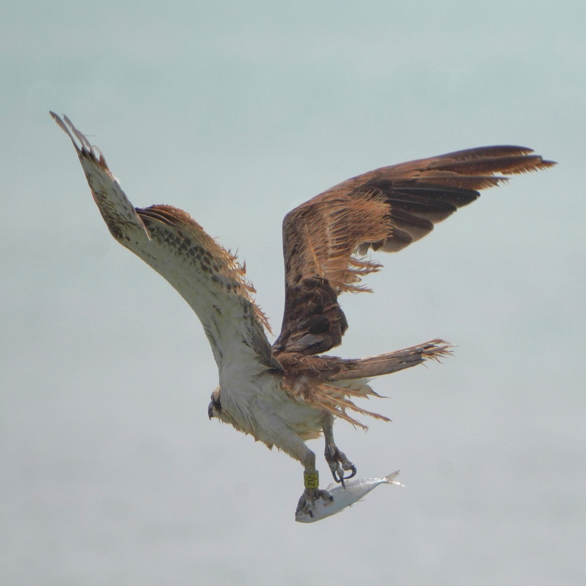 Águila Pescadora - ML615384105