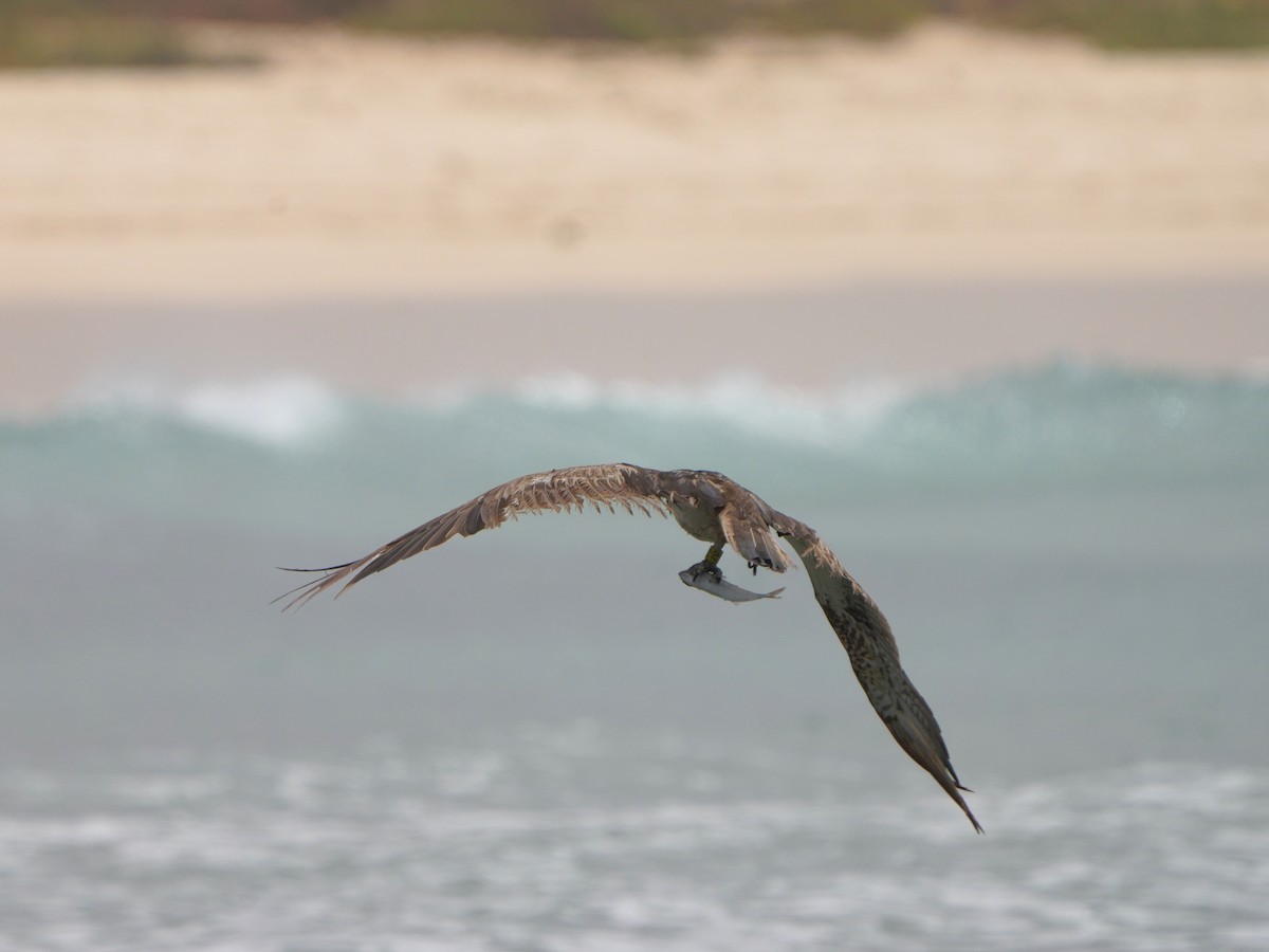 Águila Pescadora - ML615384106