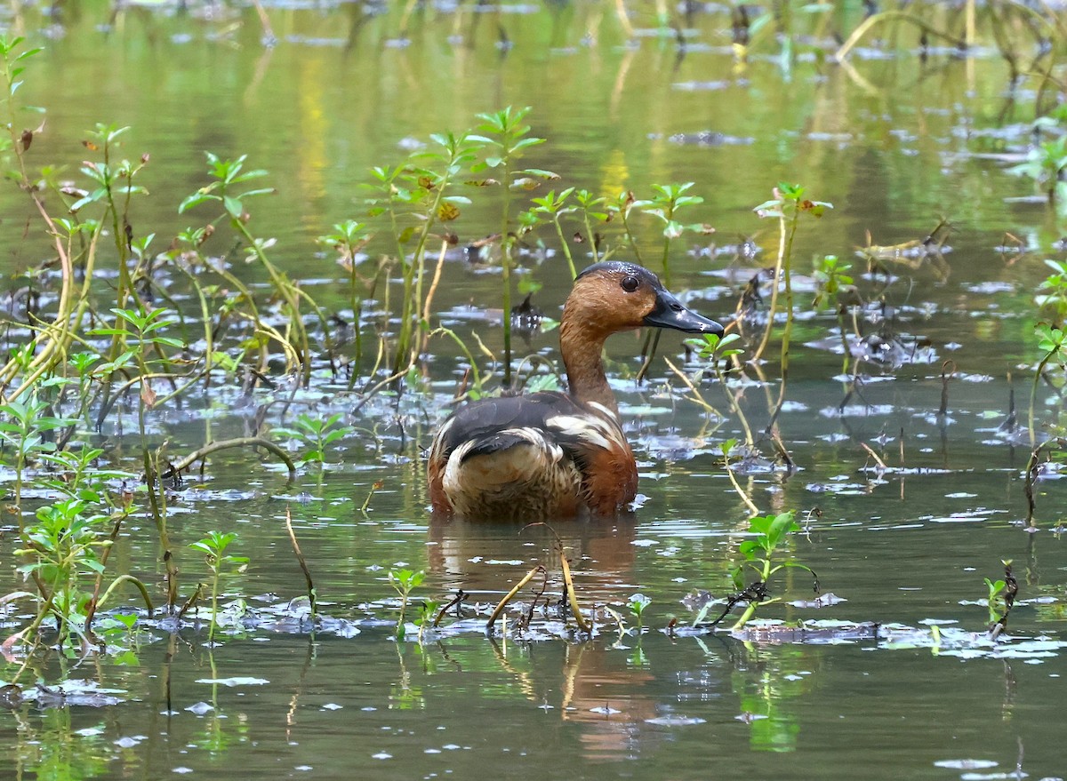 Wandering Whistling-Duck - ML615384131