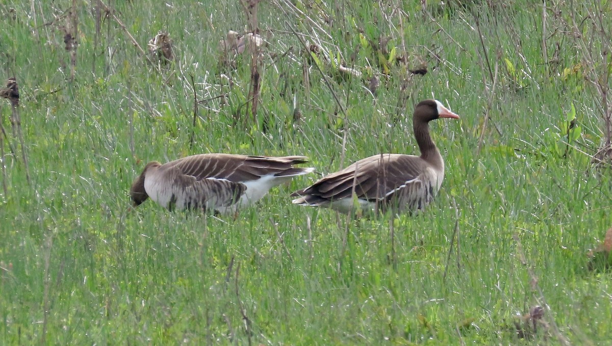 Greater White-fronted Goose - ML615384146