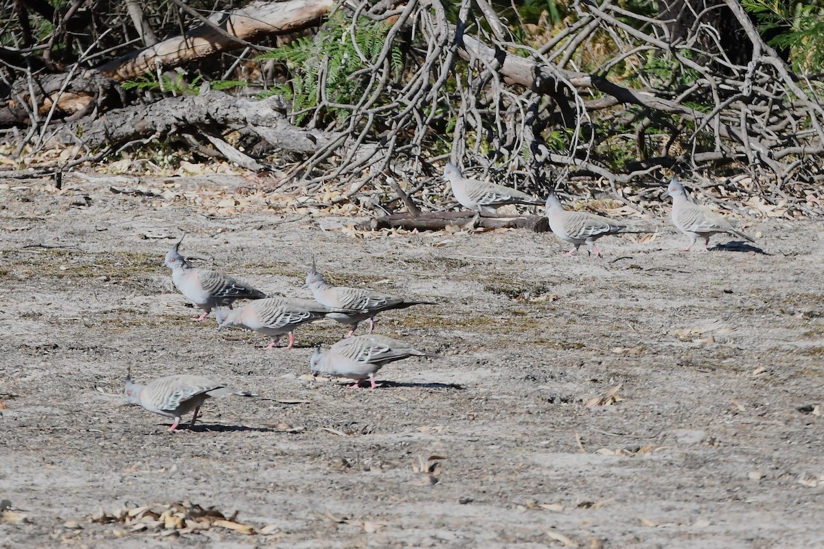 Crested Pigeon - ML615384204