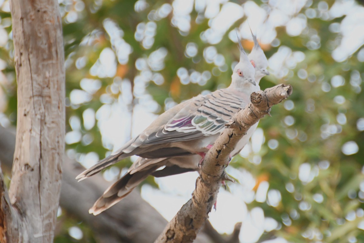 Crested Pigeon - ML615384207