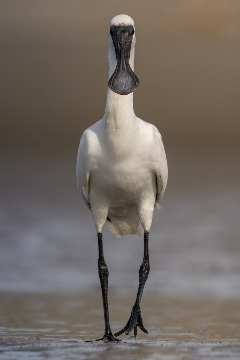 Royal Spoonbill - Samuel Amaris