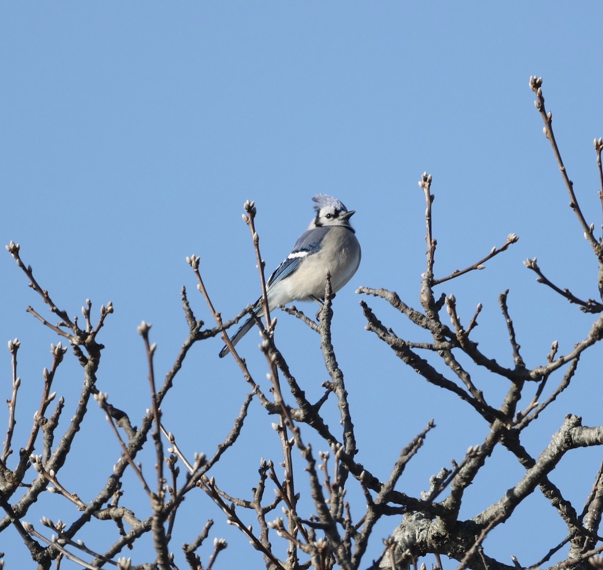 Blue Jay - Ross Sormani