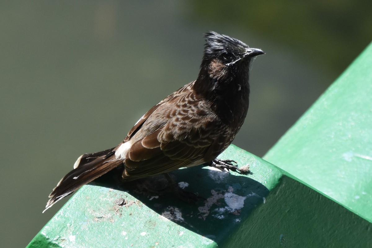 Red-vented Bulbul - ML615384324