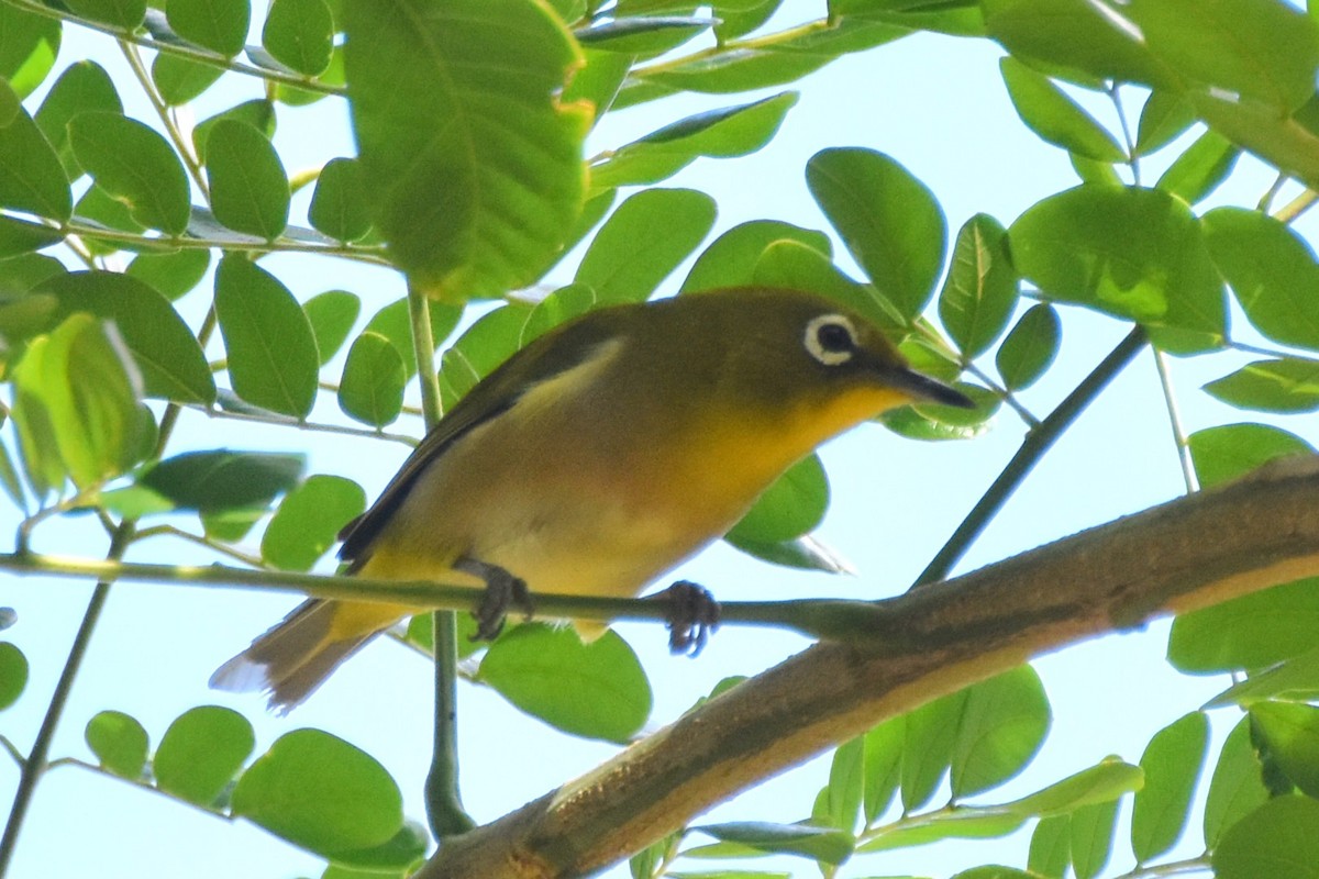 Warbling White-eye - ML615384329