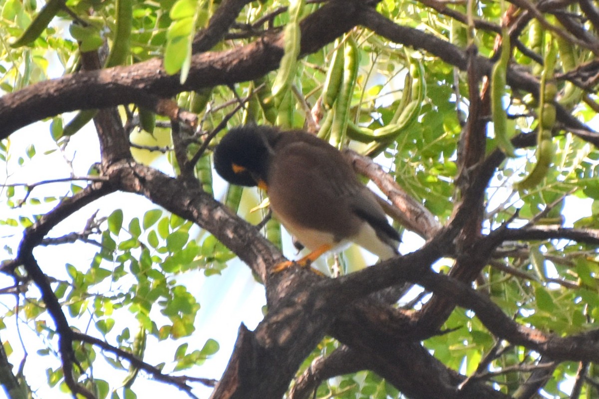 Common Myna - ML615384332