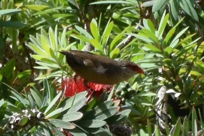 Common Waxbill - ML615384334