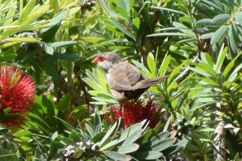 Common Waxbill - ML615384335