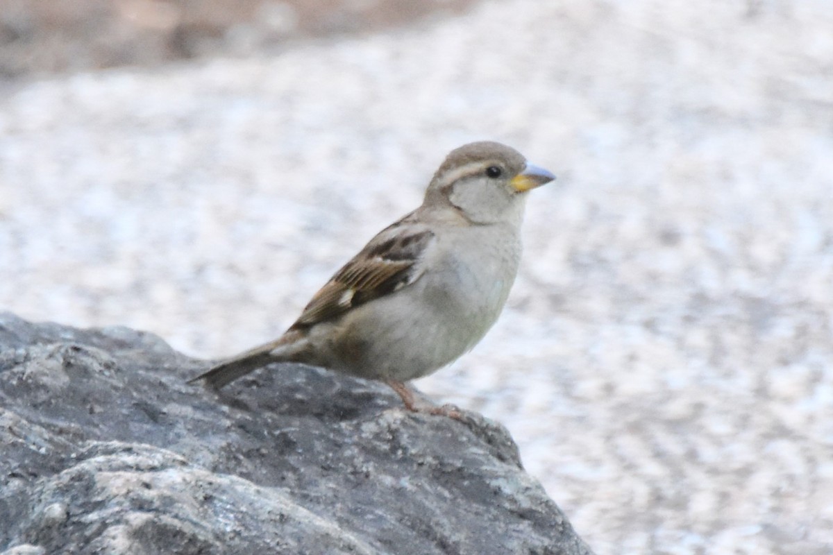 House Sparrow - ML615384344