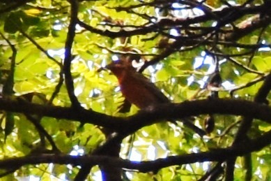 House Finch - ML615384348