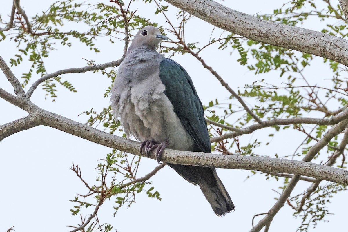 Green Imperial-Pigeon - ML615384365