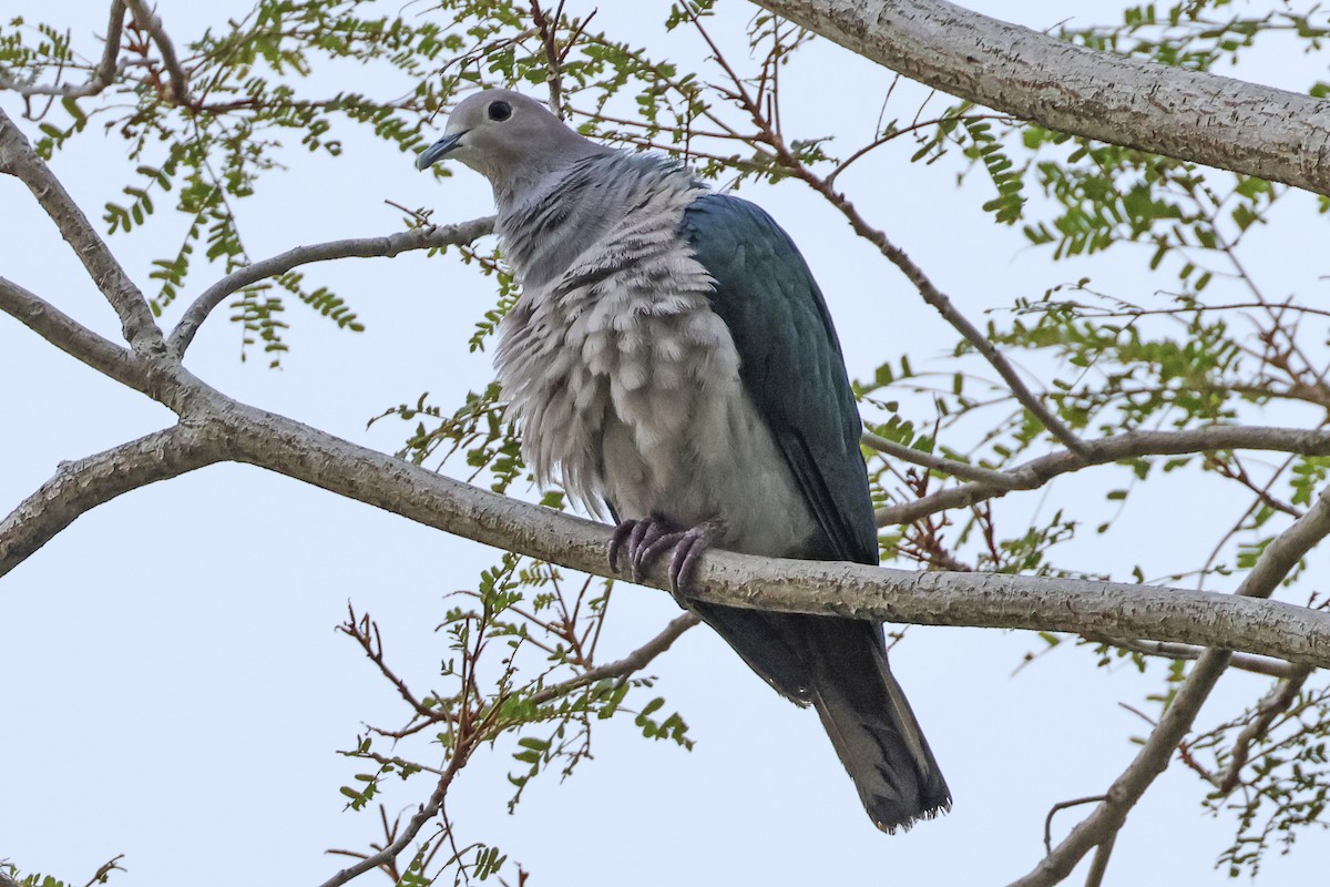 Green Imperial-Pigeon - ML615384366