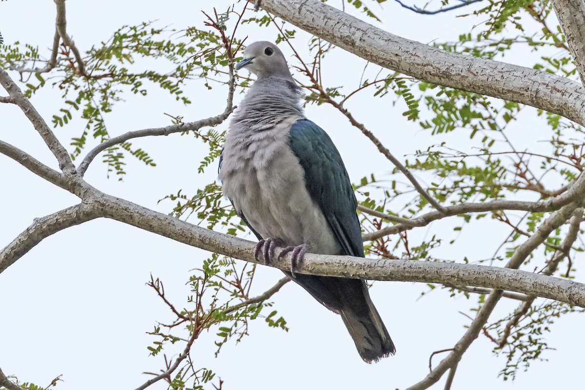Green Imperial-Pigeon - ML615384367