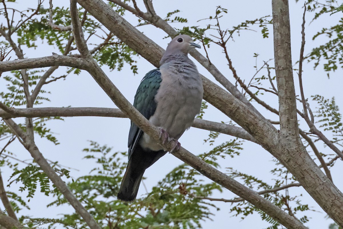 Green Imperial-Pigeon - ML615384368