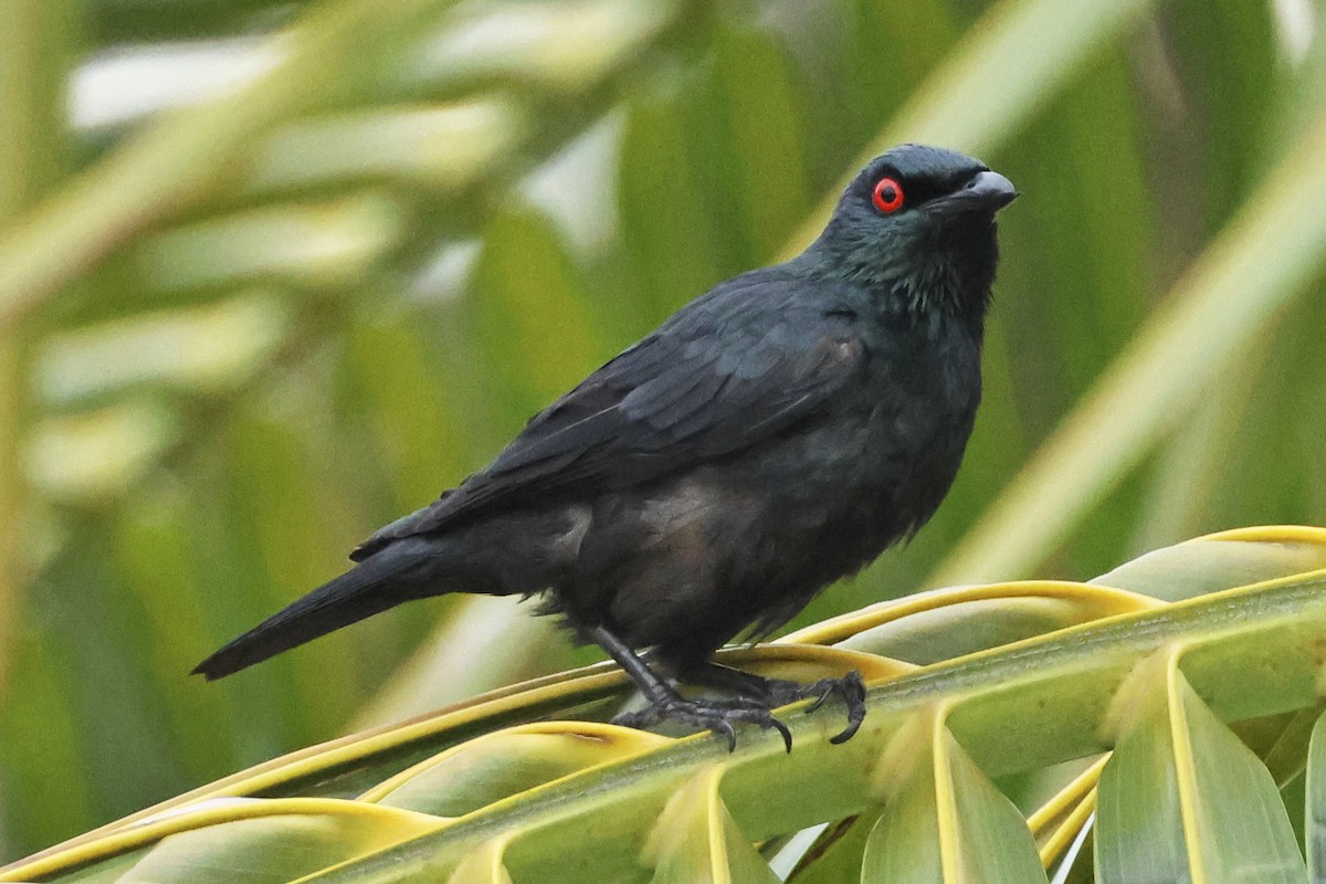 Asian Glossy Starling - ML615384399