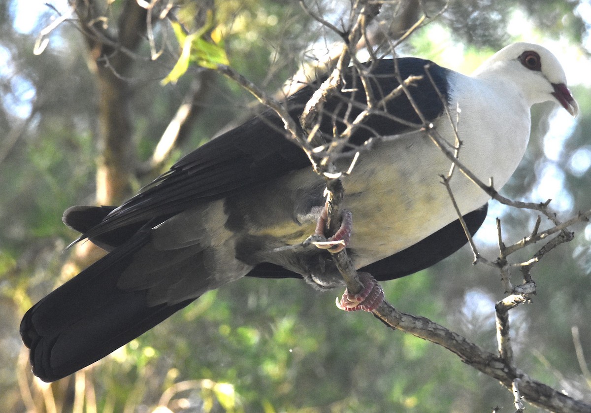 White-headed Pigeon - Mark Tarnawski