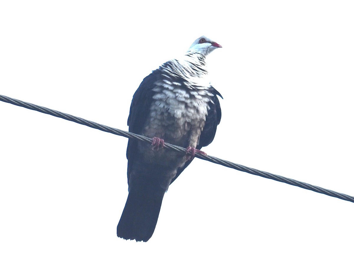 Pigeon leucomèle - ML615384414