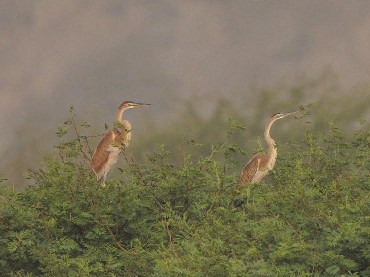 Purple Heron (Bourne's) - Jörg Albert