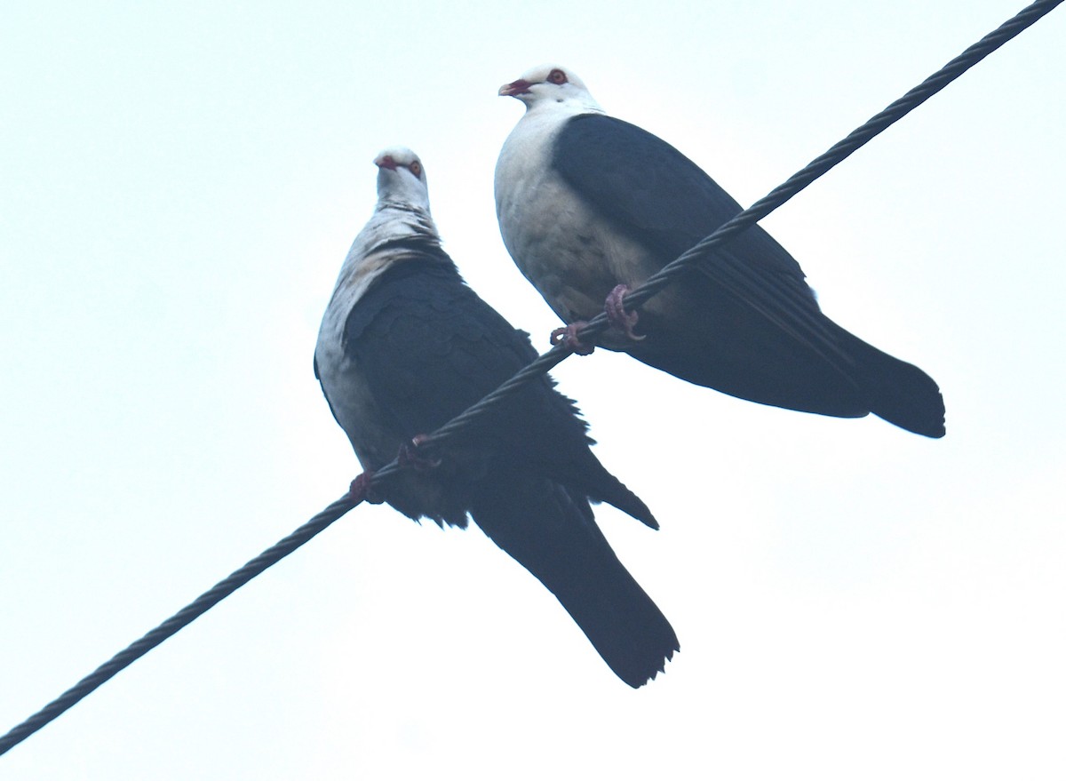 Pigeon leucomèle - ML615384423